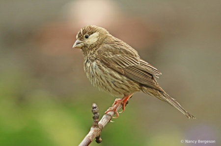 Leucistic  Female House Finch