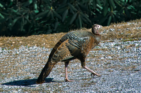 Wild Turkey II