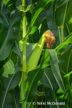 Ear of Corn