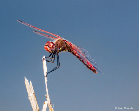 Dragonfly (Variegated Meadowhawk)