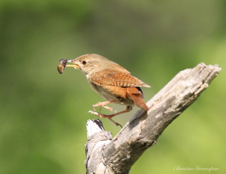 Mighty Little House Wren