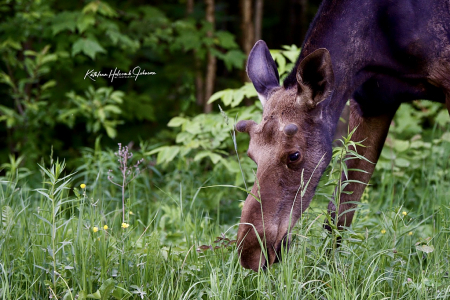 Fresh Young Grass and Such - Yum!