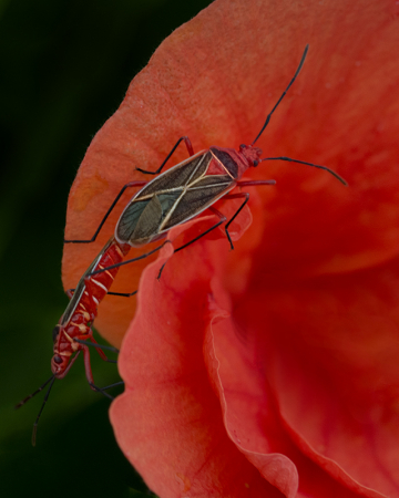 Cotton Stainer Bug