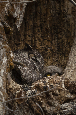 Mama Owl