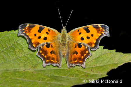 Eastern Comma Butterfly