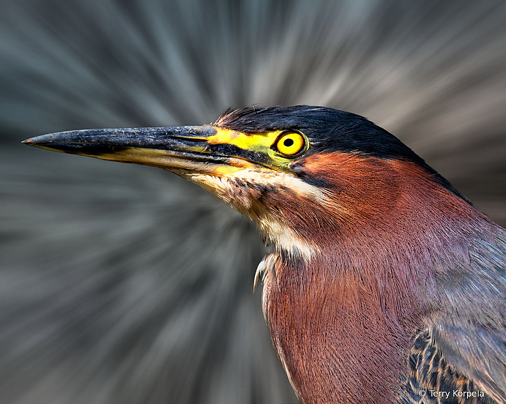 Green Heron B&W