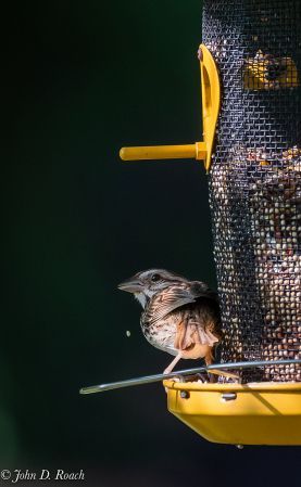 Bird at the Feeder