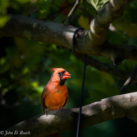 Cardinal in the Light