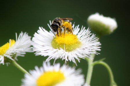 The Pollinator