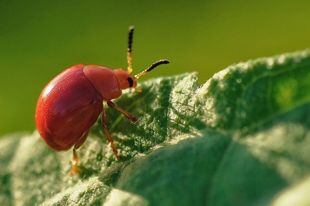 Ladybird