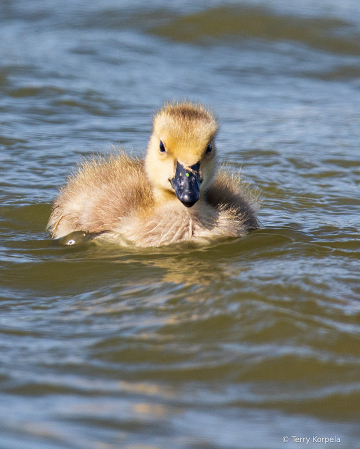 Gosling