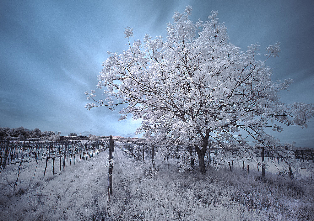 WinterScenery in Summer ( IR )