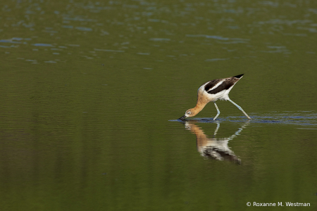 American Avocet