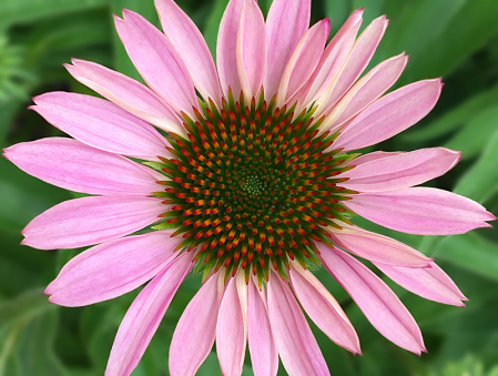 Fresh Coneflower