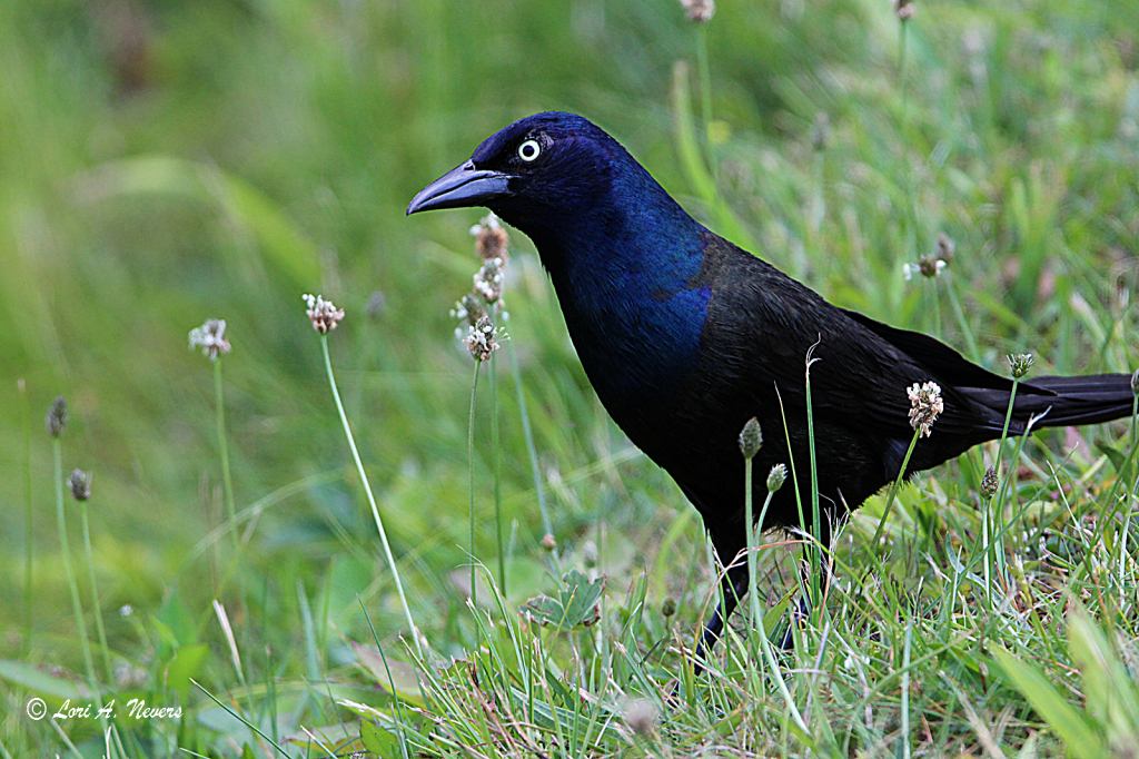 Common Grackle