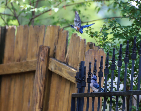 Bluebird defending his territory! 