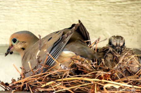 Mother Dove and Fledgling