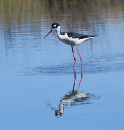 Black-Necked Stilt