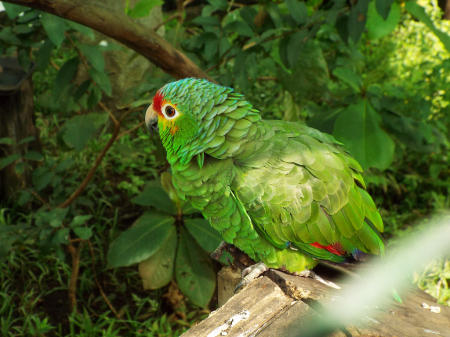 Birds of Costa Rica