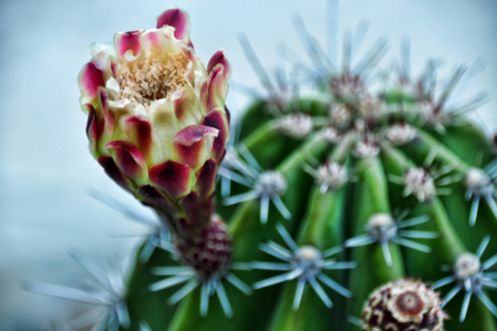 CACTUS' FLOWER