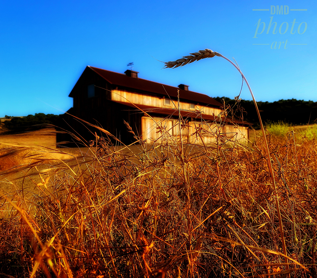 ~ ~ SINGLE WHEAT AND THE BARN ~ ~ 