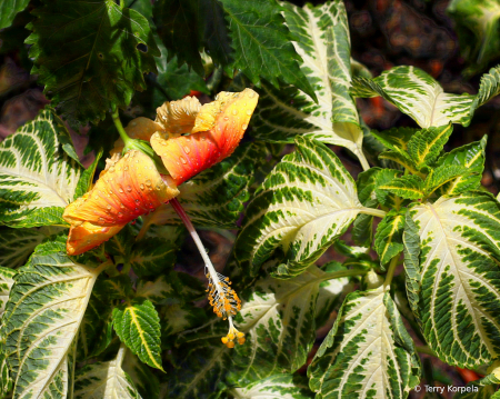 St. Lucia Botanical Garden