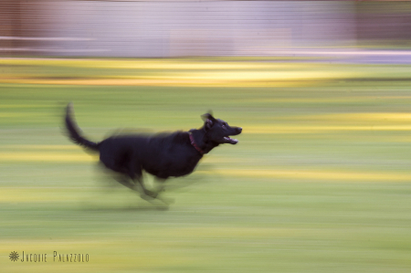 Jemma Loves Frisbee