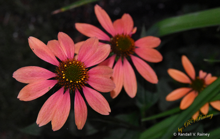 Pink Flower in New Hampshire