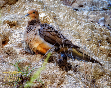 ~ ~ MALE MOURNING DOVE ~ ~ 