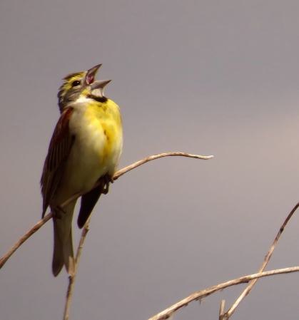 Happy Little Singer