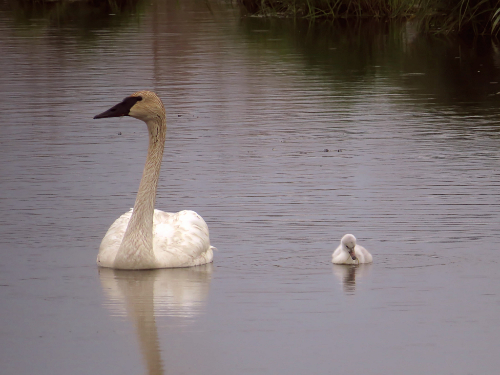 Mother And Child