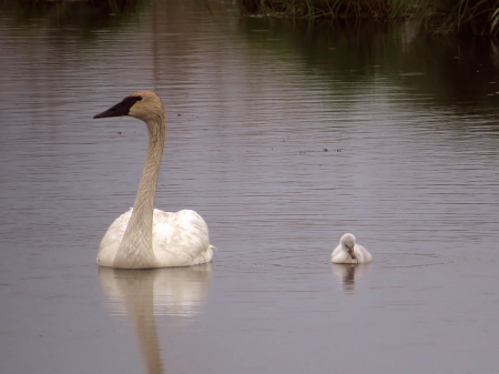 Mother And Child