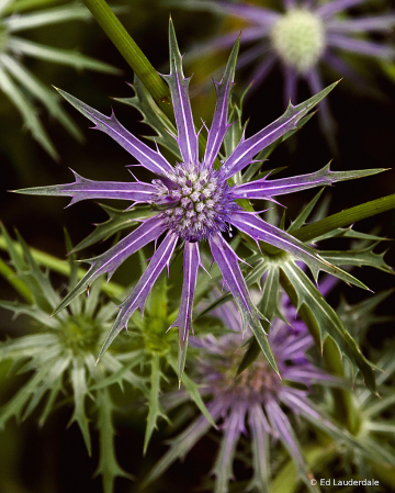 Prickly Purple