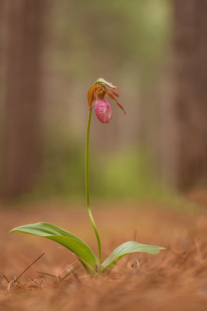 A Slipper in the Forest