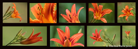 Orange Day Lillies