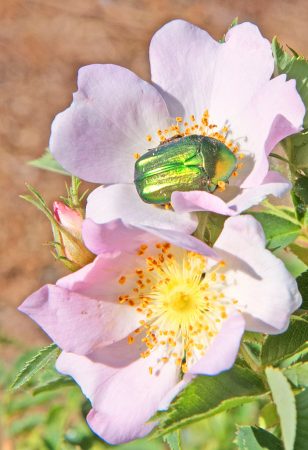 Beetle and wild roses.