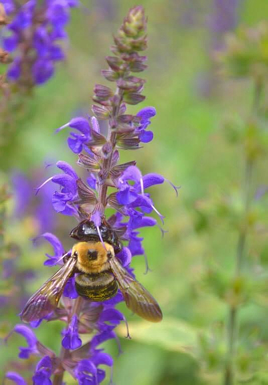 Flower Bee