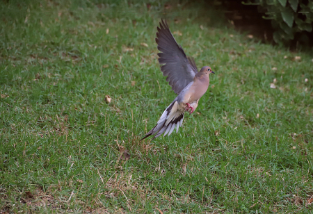 Mourning Dove on take off!