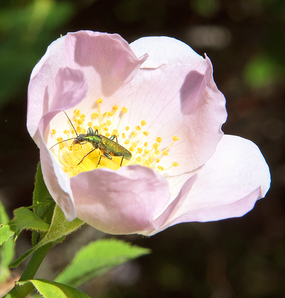 Exploring the heart of the dog rose.