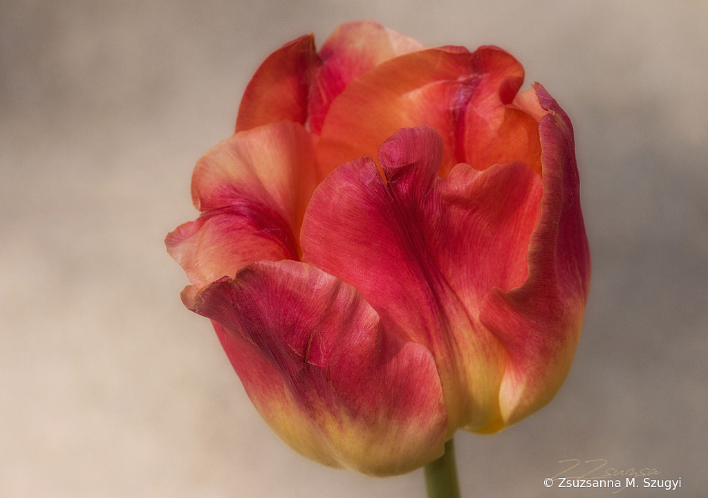 Tulip