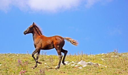 Galloping on the highlands.