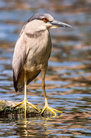 Black-crowned Night-heron