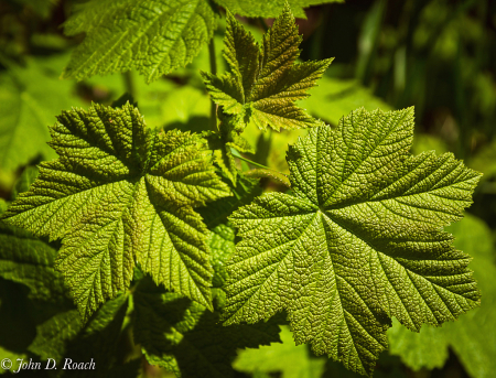 Green Leaves