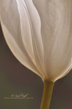 Tulip Abstract