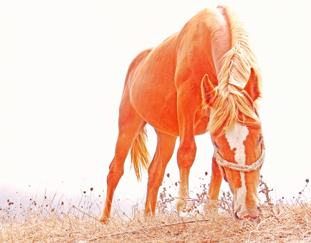 Grazing in the field.