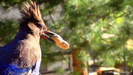 Stellar Day for a Stellar's Jay