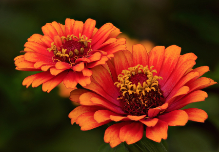 Two Orange Zinnia