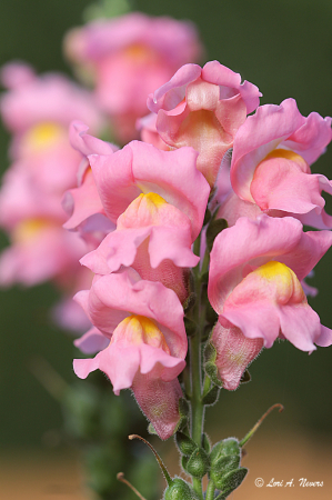 Pink Snapdragon