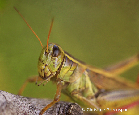 Grasshopper