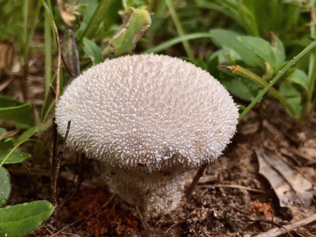 Mushroom 